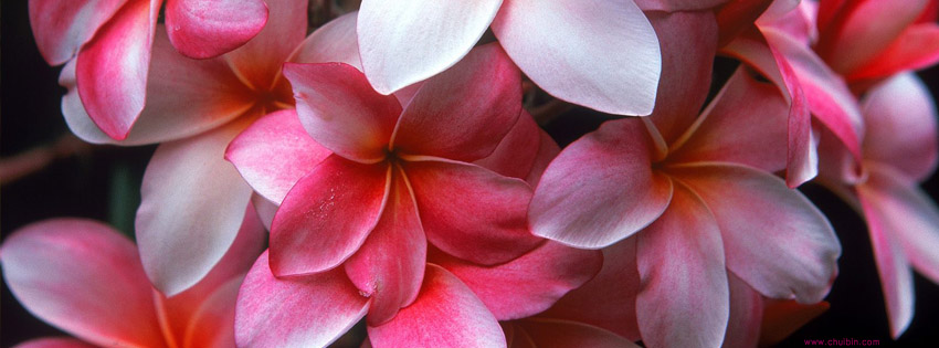 Hawaiian flower facebook covers photo